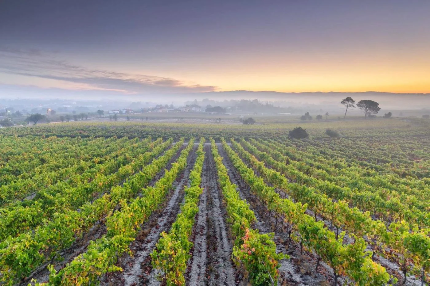 Bairrada vineyards at golden light